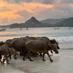 Lombok whatsapp image 2025 12 17 at 13.17.22